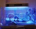 incubator newborn